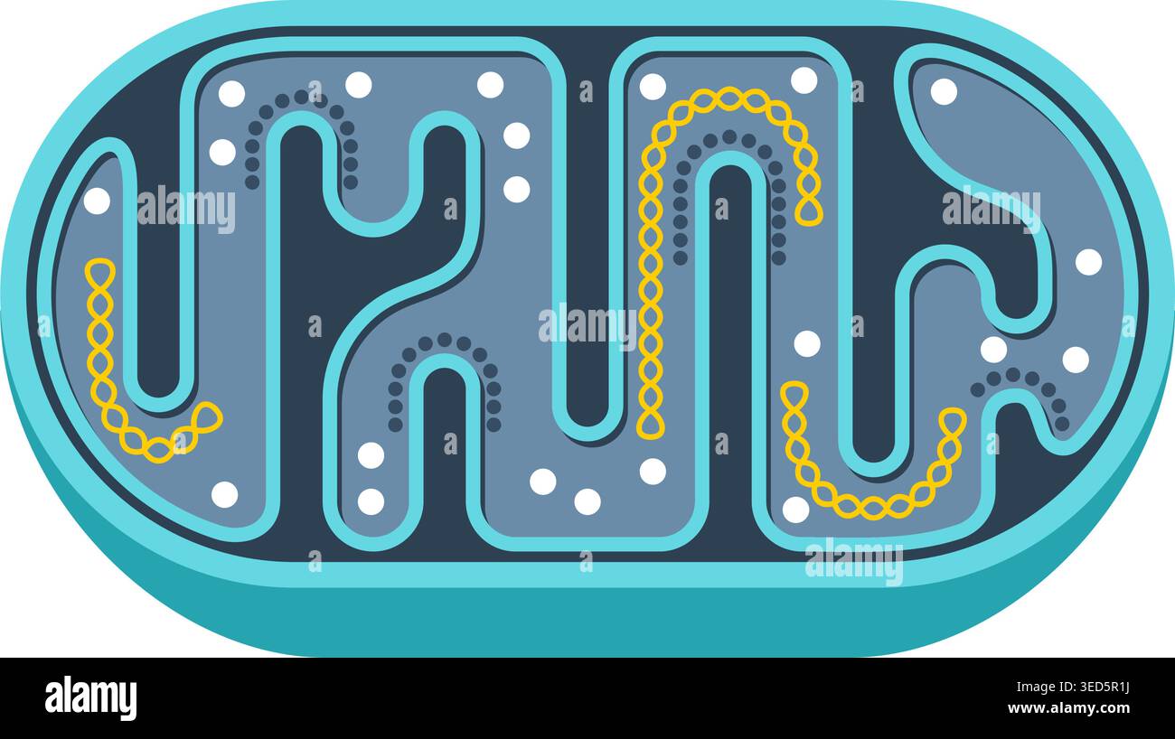 Mitochondria simple icon - slice with structure and components of mitochondrion. Vector illustration Stock Vector