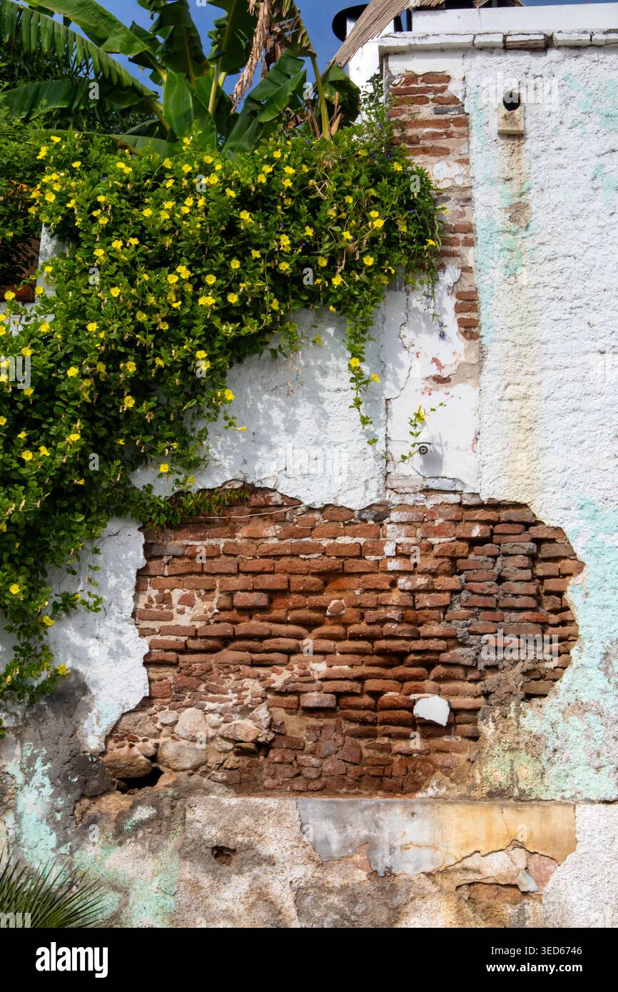 Weathered wall with peeling plaster and lush tropical plants Stock Photo