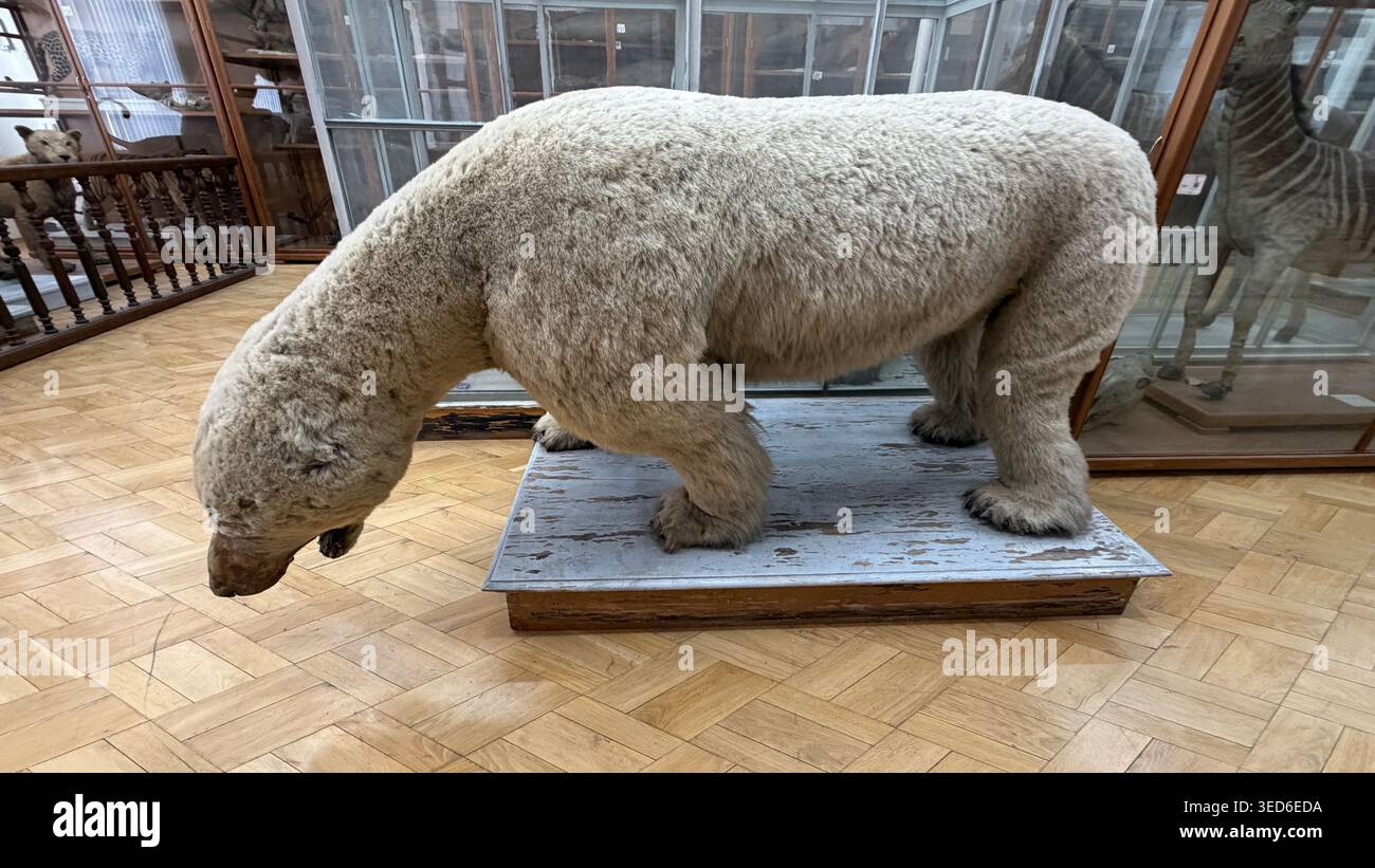 Taxidermy polar bear with thick white fur, full body side view. Stock Photo