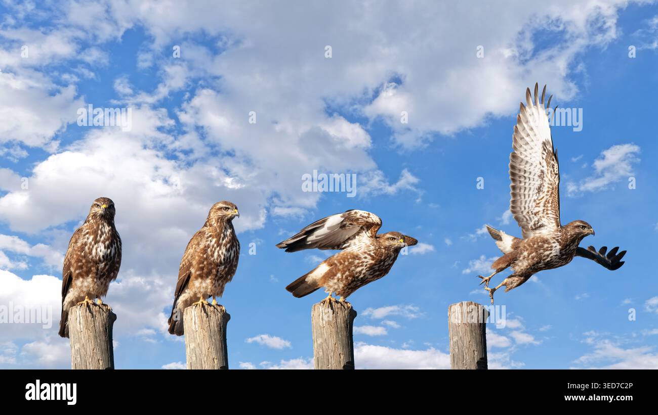 The four stages hi-res stock photography and images - Alamy