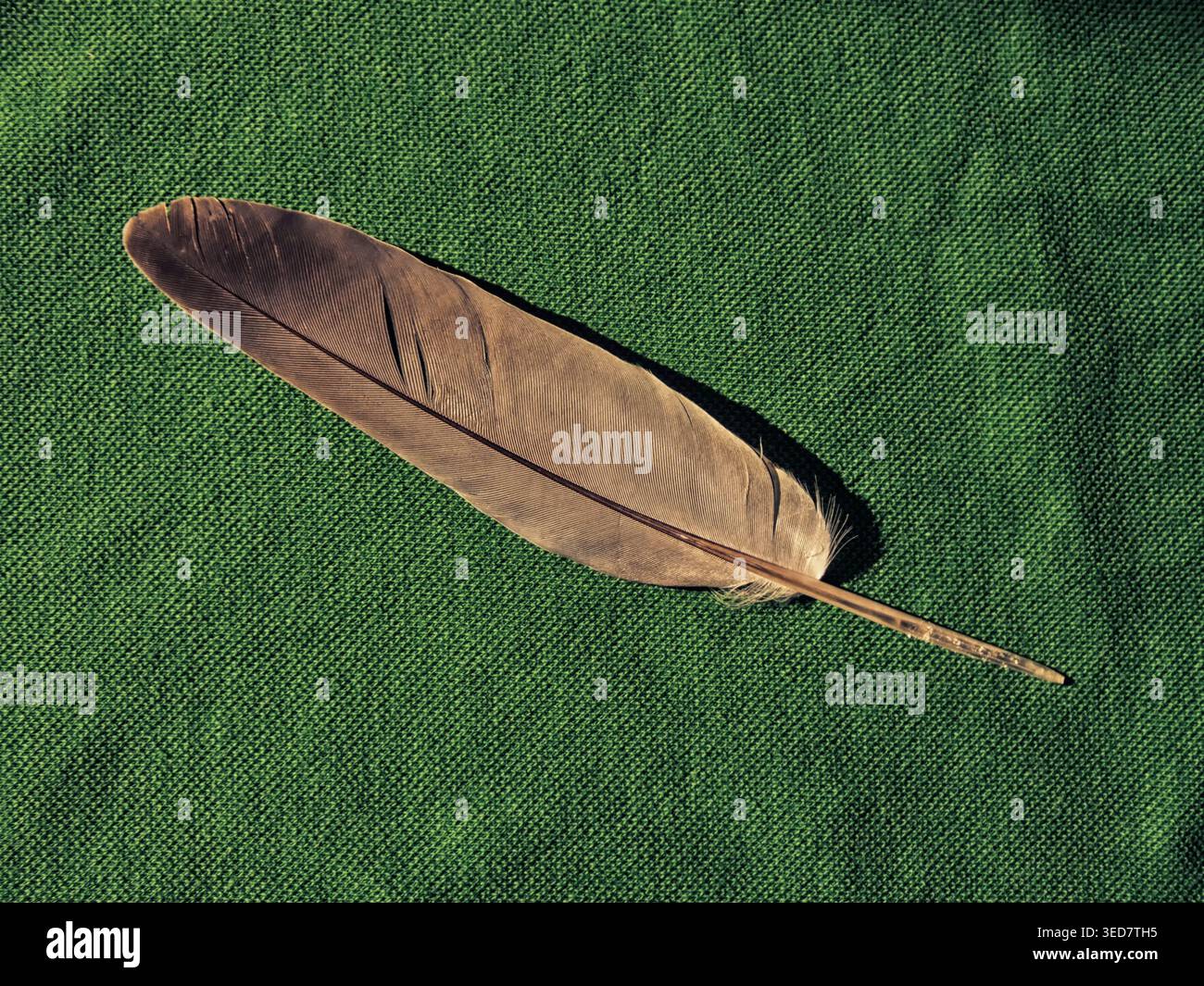 Black-golden feather on green background Stock Photo