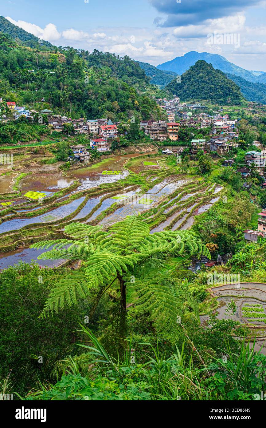 Philippines, Luzon island, Cordillera region, Ifugao Province ...