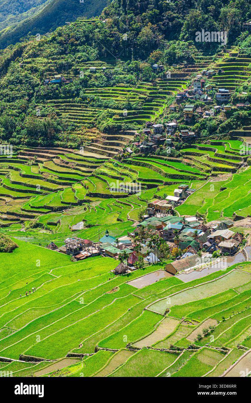Philippines, Luzon island, Cordillera region, Ifugao Province, Batad ...