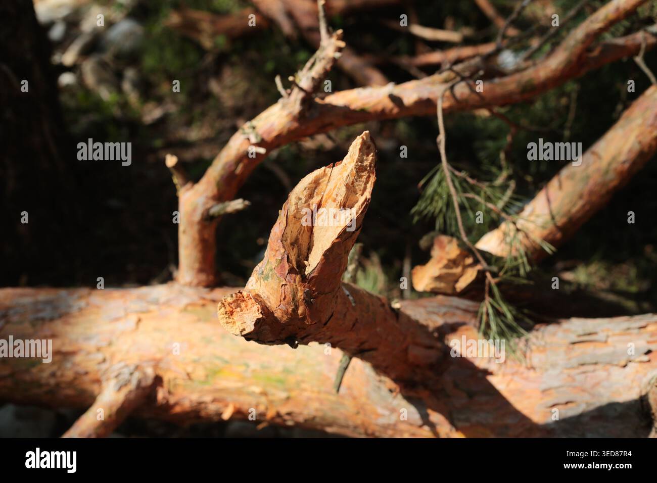 Stack of cut pine logs with textured bark in sunlight Stock Photo