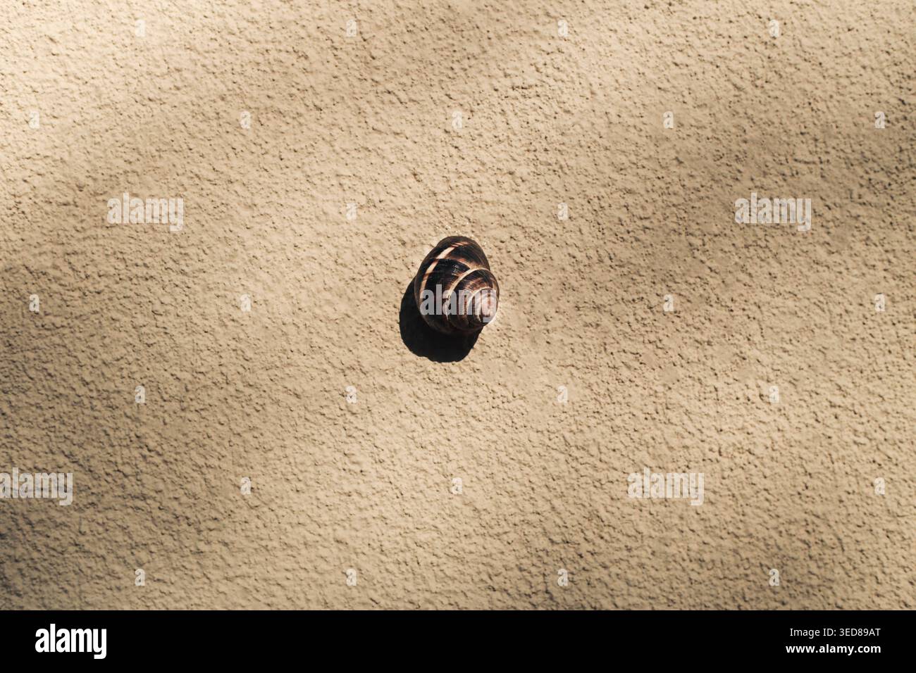 Small snail crawling on textured beige wall in sunlight Stock Photo