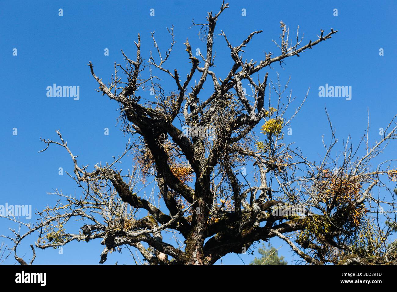 Dry twisted tree branches against clear blue sky Stock Photo