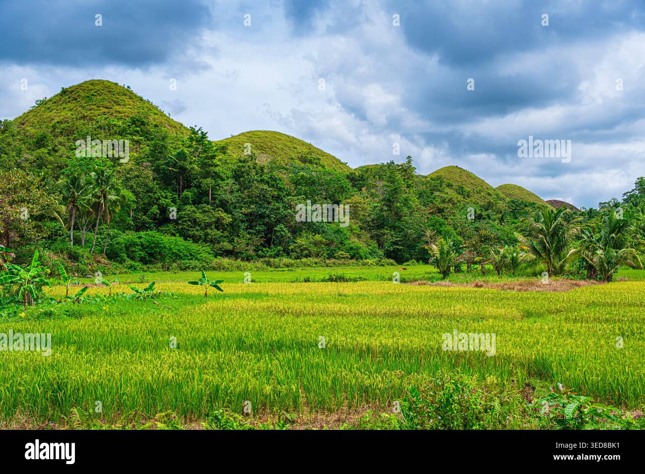 Spring Rice Monument Philippines, Central Visayas region, Bohol island, Carmen, rice fields ...