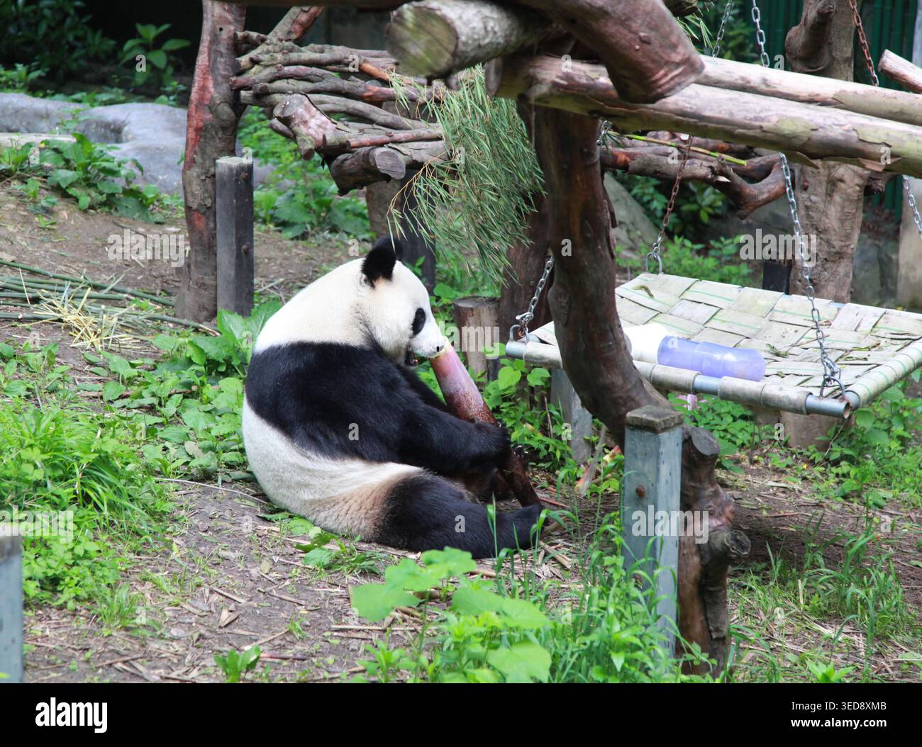 Visitors watch giant pandas at Hongshan Forest Zoo in Nanjing, east ...