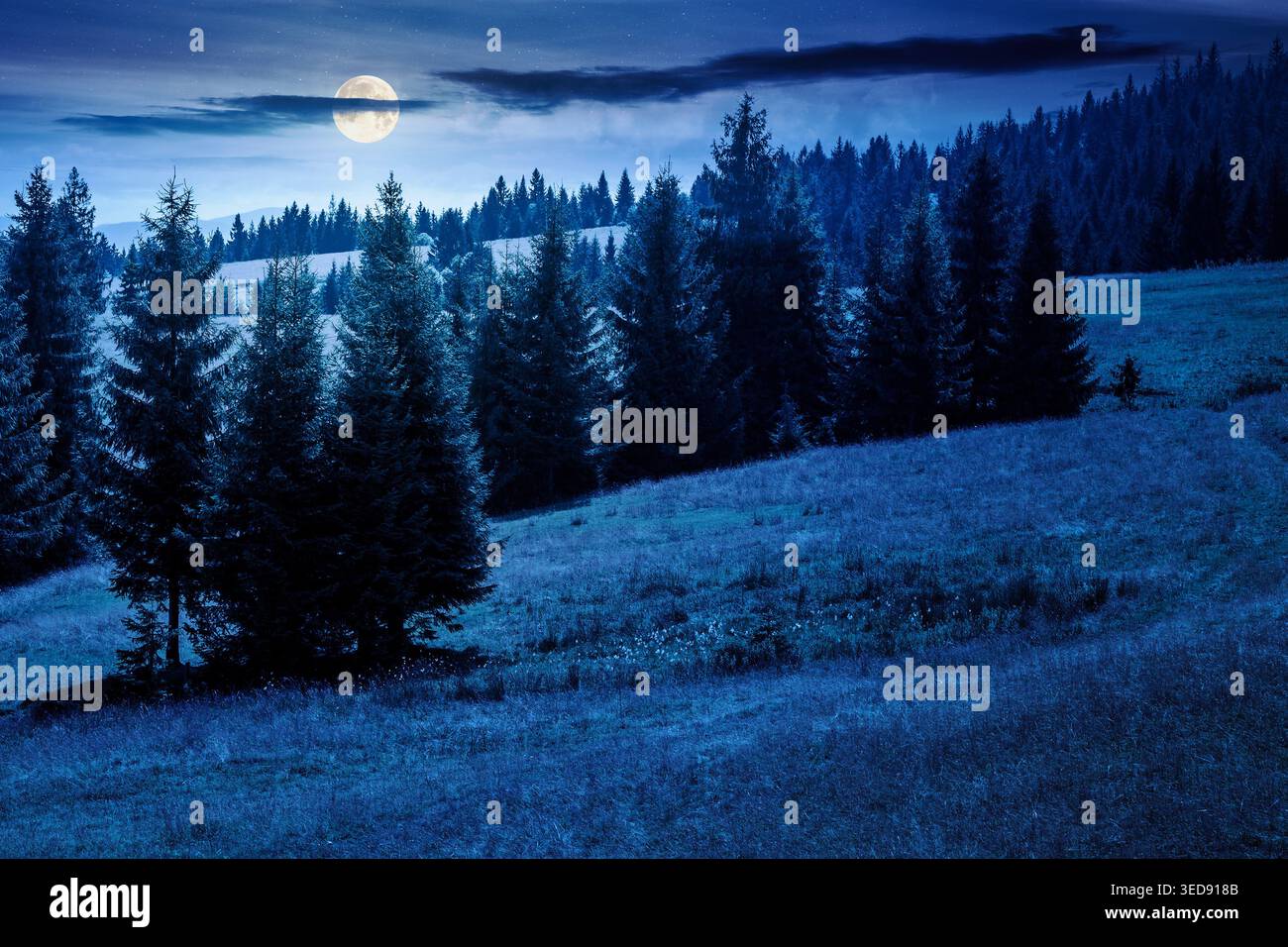 view of a hillside of mountain range with coniferous forest and meadow at night. mysterious mountain landscape in summer. nice picture with full moon Stock Photo