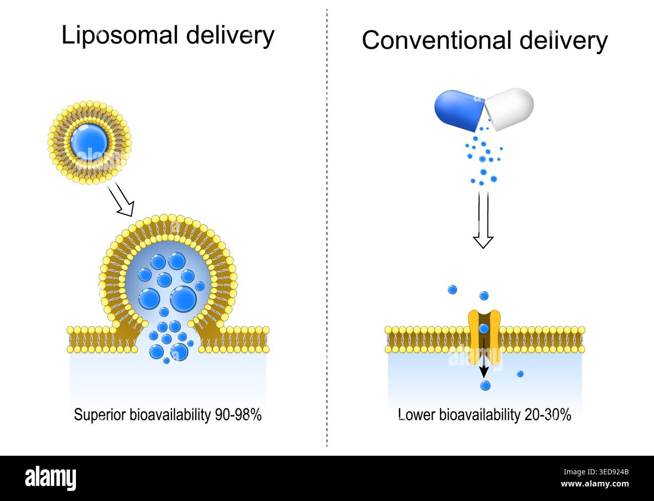 Conventional delivery and Liposomal delivery. Superior bioavailability ...