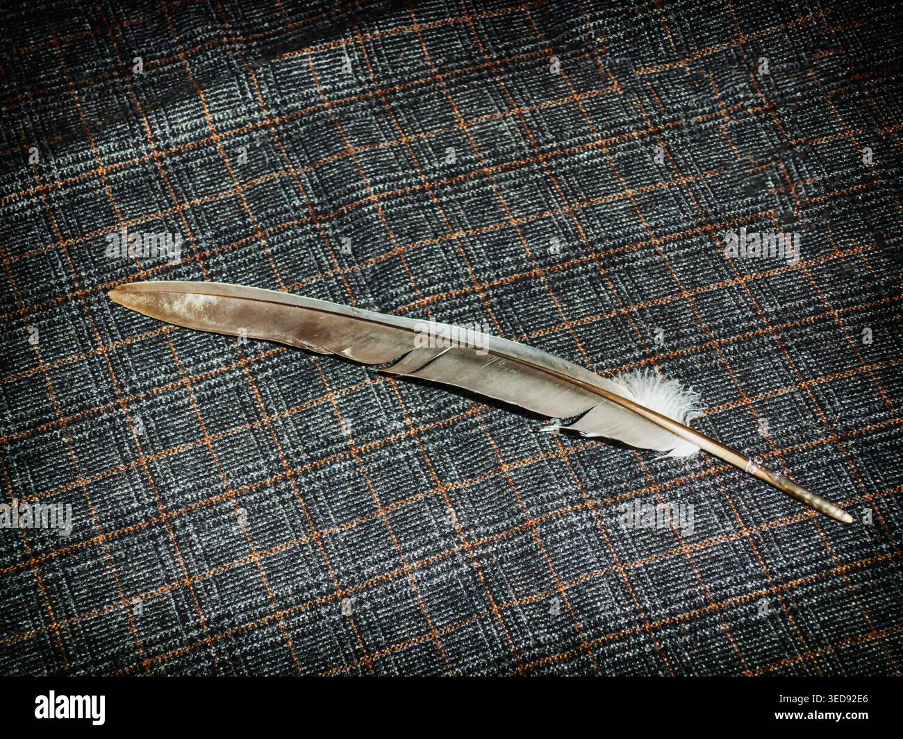 Feather on fabric background, decoration, wallpaper Stock Photo