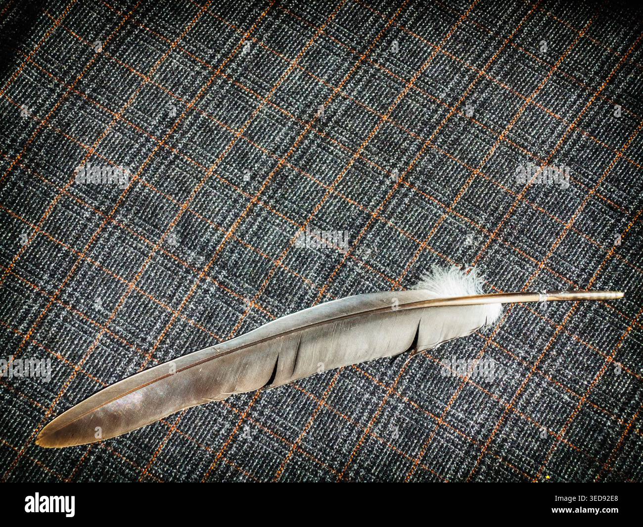 Feather on wool fabric background, decoration, wallpaper Stock Photo