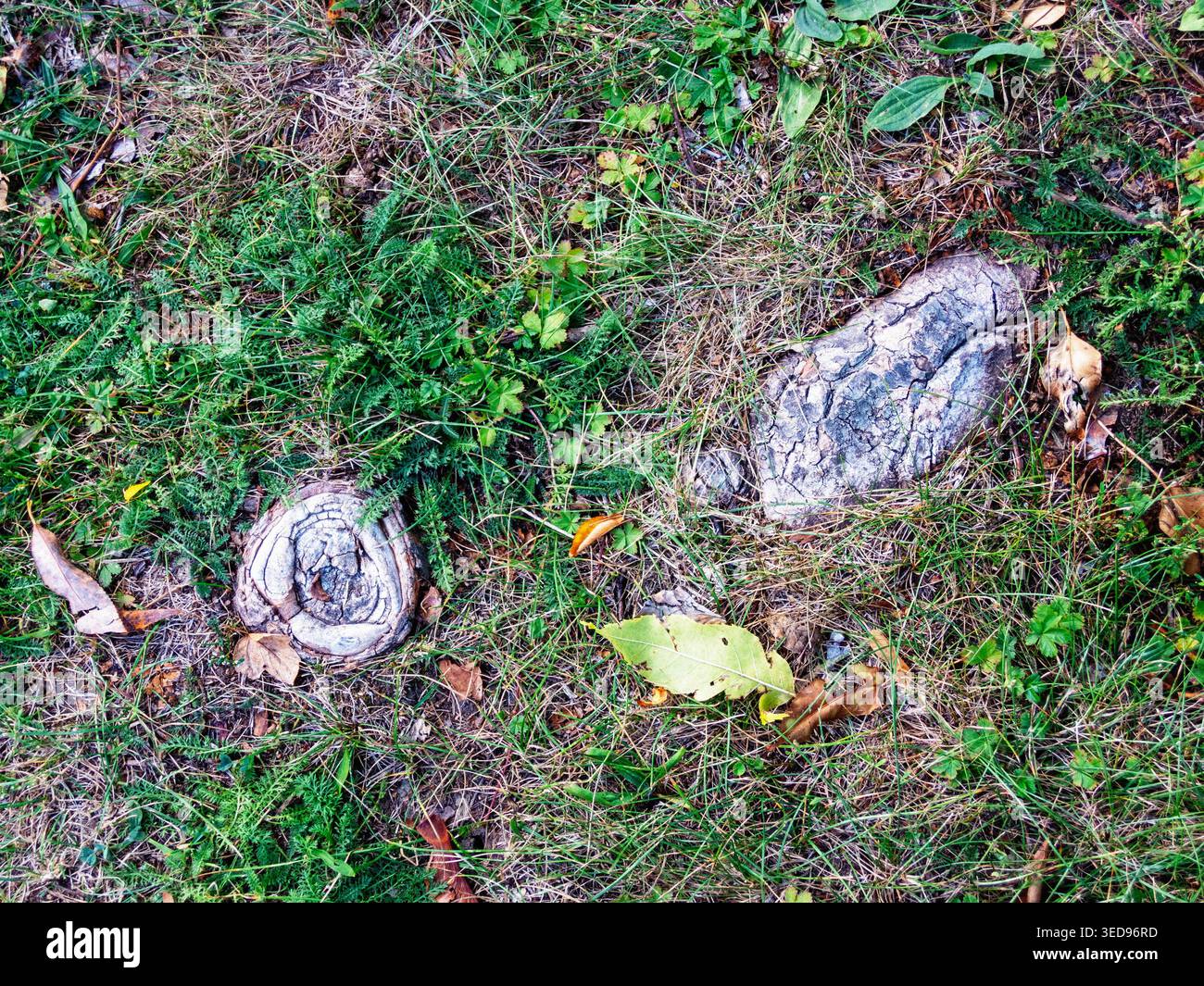 Grass, tree roots wild nature close up Stock Photo