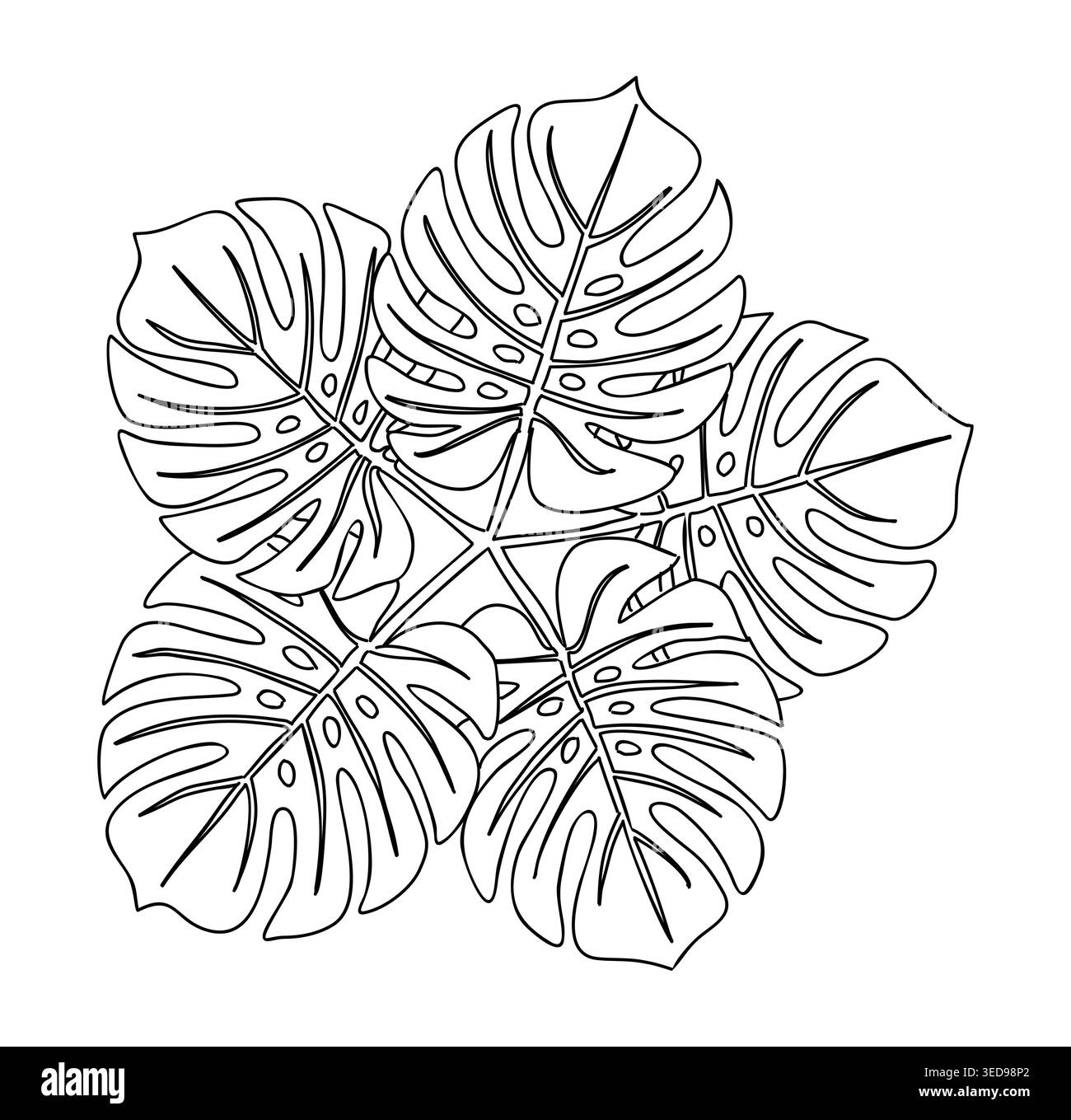 tortum philodendron Philodendron tortum – Carnivero main image 0