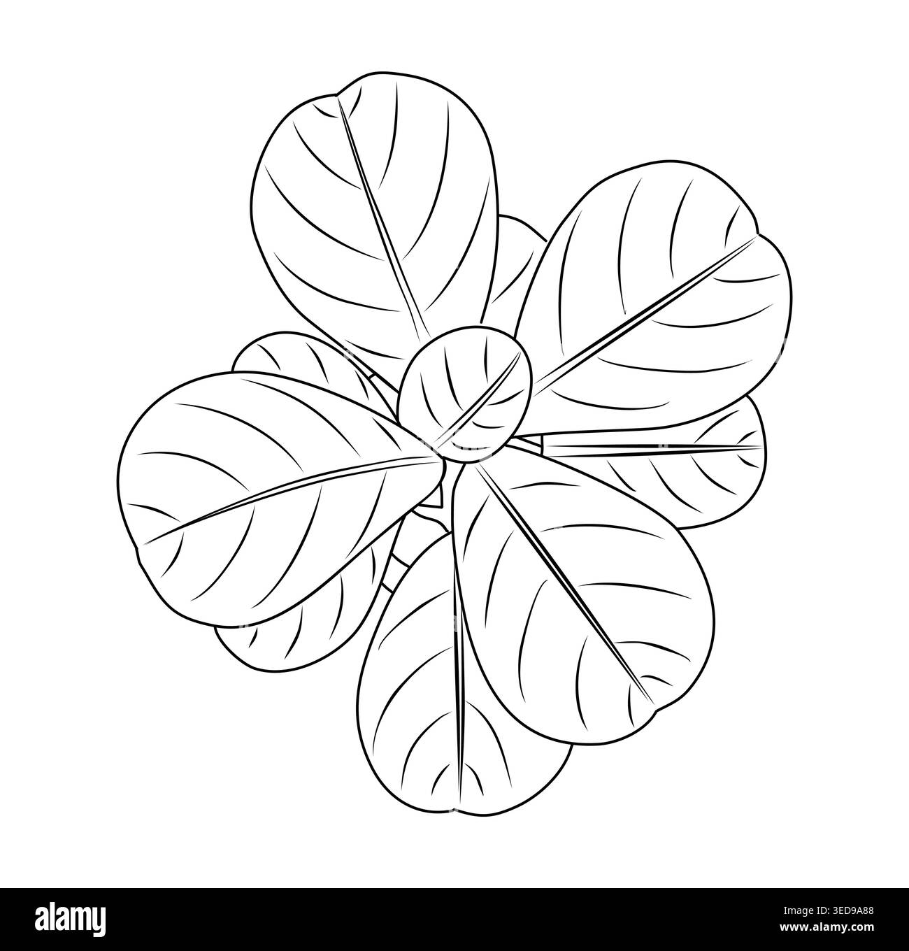 Ficus lyrata top view line art illustration Stock Vector