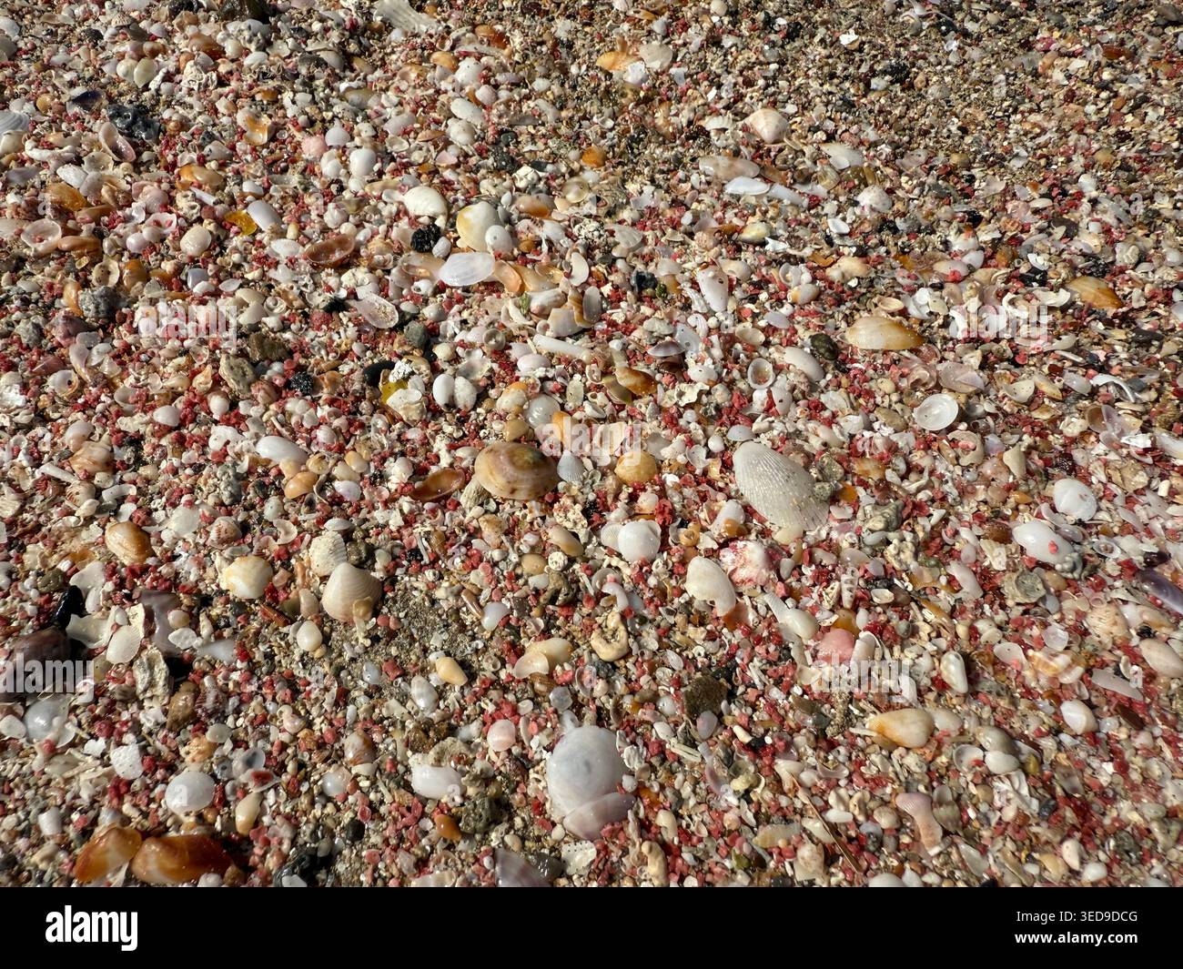 Here are a few title options for the shell/pebble beach texture shot:  Descriptive/SEO-friendly:  "Colorful Seashells and Pebbles on Sandy Beach, Clos Stock Photo