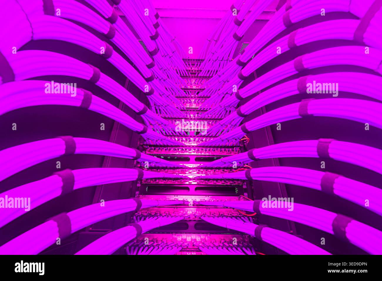 An abstract view of vibrant cables illuminated in pink hues. This image captures the essence of technology, making it perfect for creative projects. Stock Photo