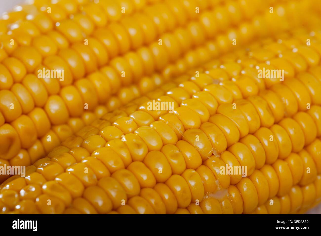 Closeup of boiled maize cobs Stock Photo