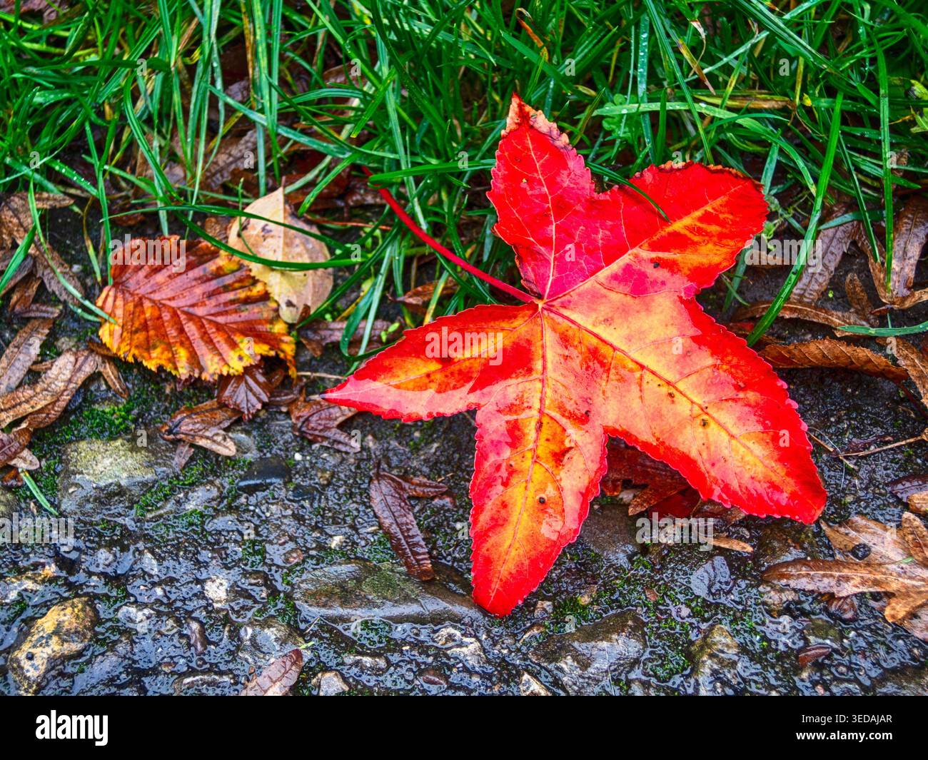 Red fallen maple leaf autumn nature landscape Stock Photo