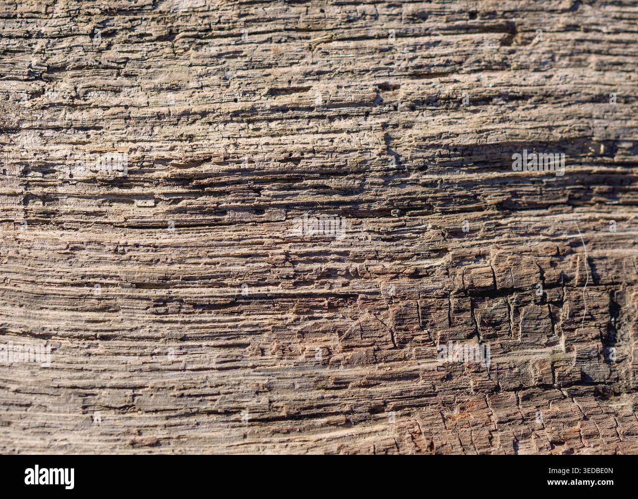 Natural Abstract Patterns in Decaying Timber 2 Stock Photo