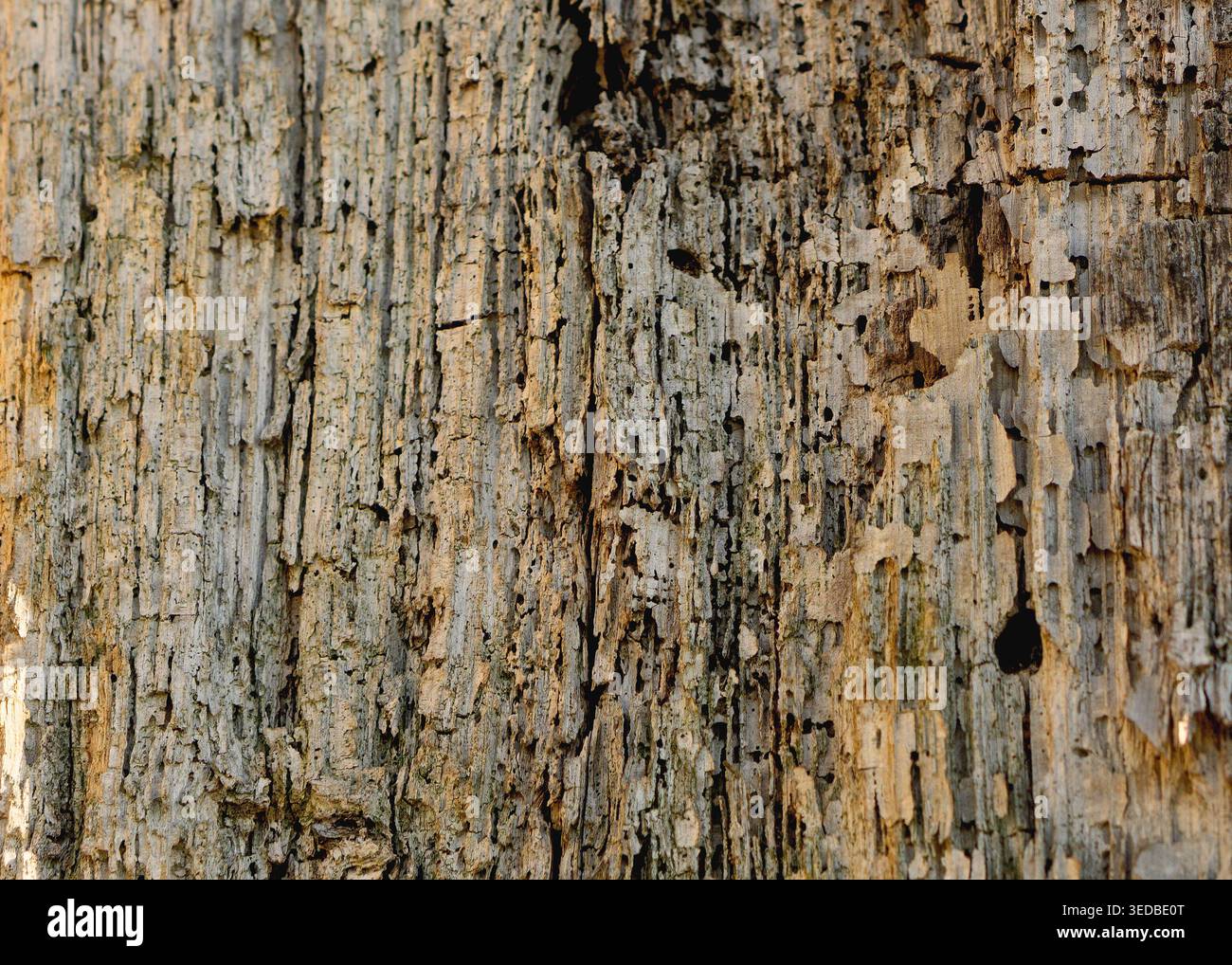 Natural Abstract Patterns in Decaying Timber Stock Photo
