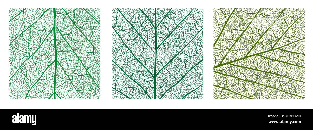 Green tree leaf veins closeup texture pattern Stock Vector