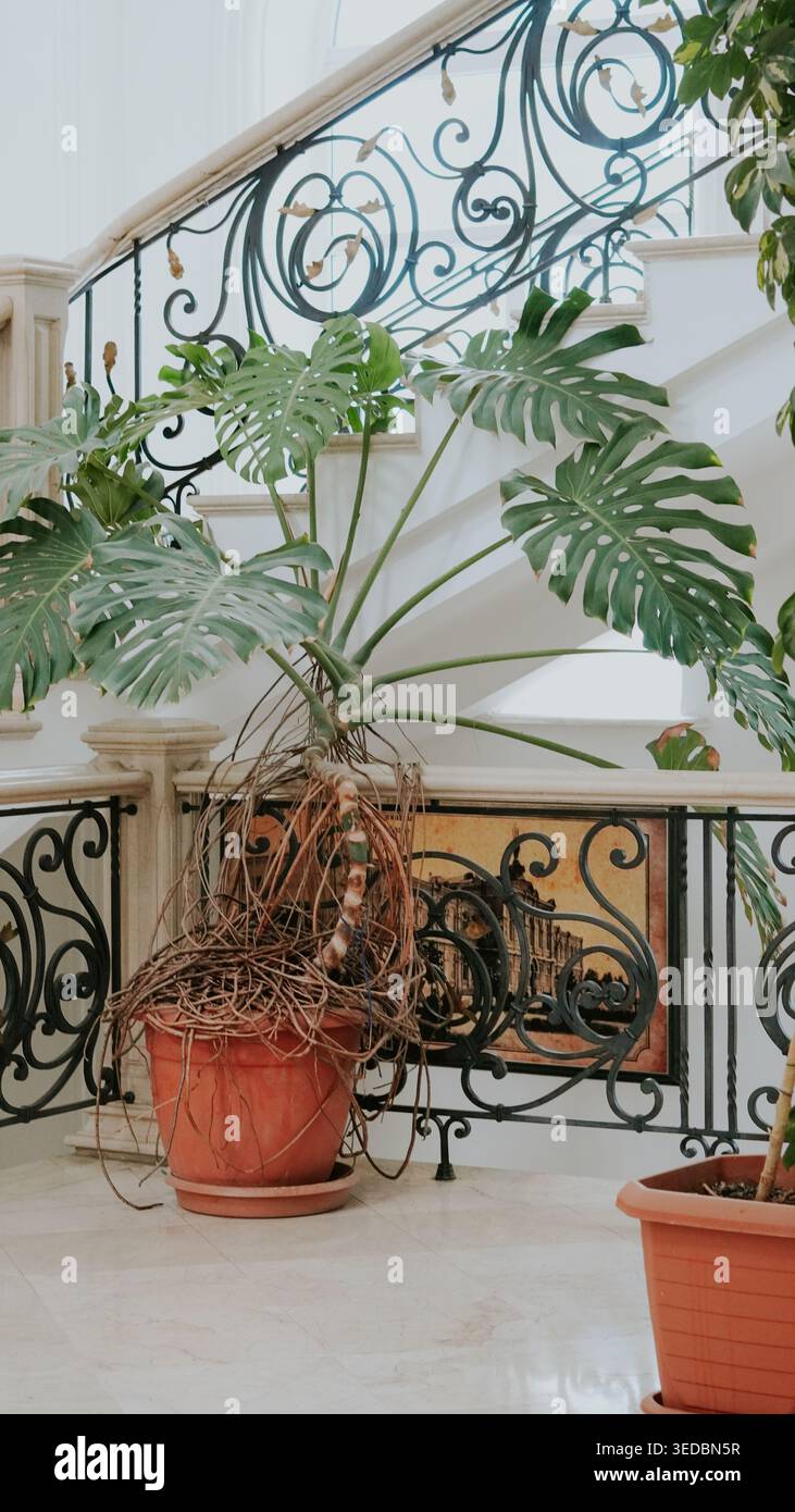 Monster Railing Large monstera plant in a pot against a classic white staircase with ...