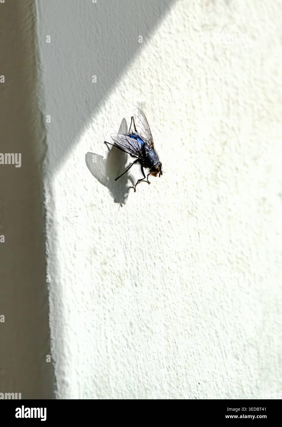 A fly on a wall Stock Photo