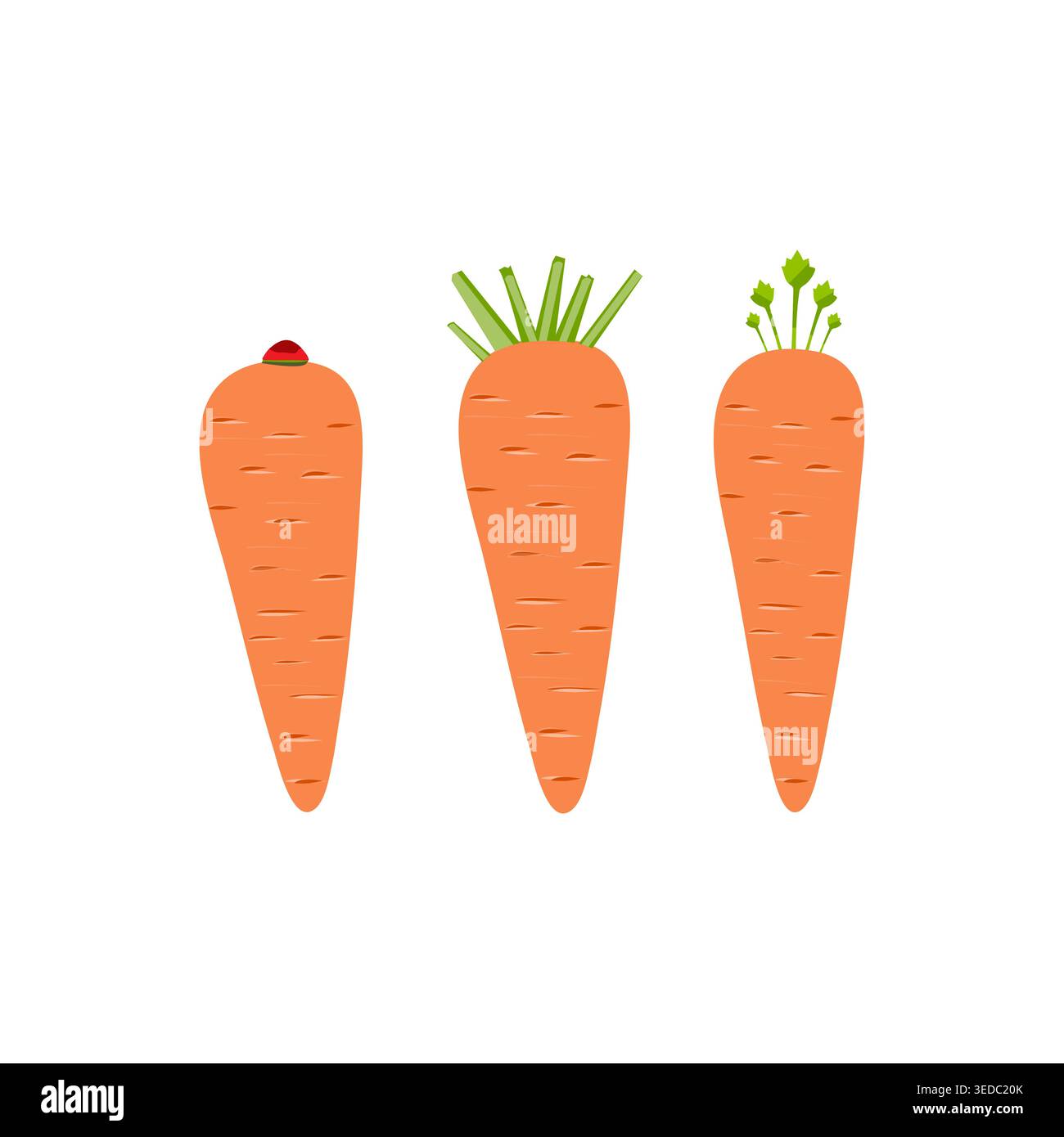 Multiple carrots vector set, fresh vegetable icons in flat style Stock Vector