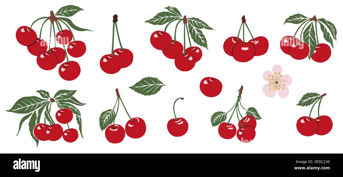 Bright red cherries cluster on stems with leaves Stock Vector