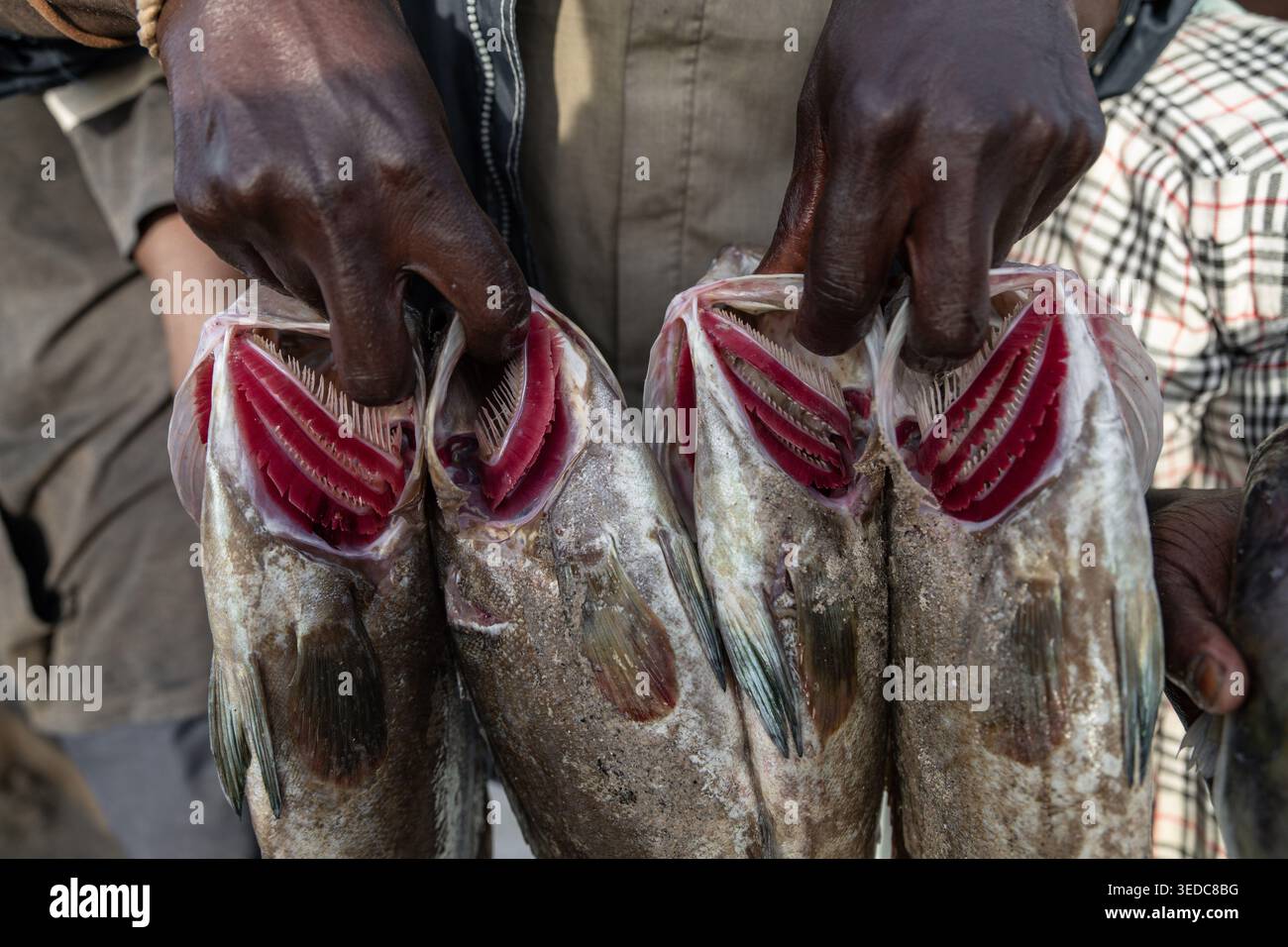 A man is holding fish by their gills at the Soumbédioune fish market in ...