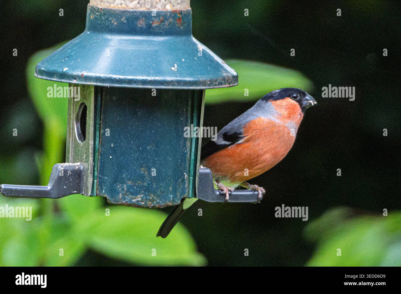 Male bullfinch on birdfeeder. Stock Photo
