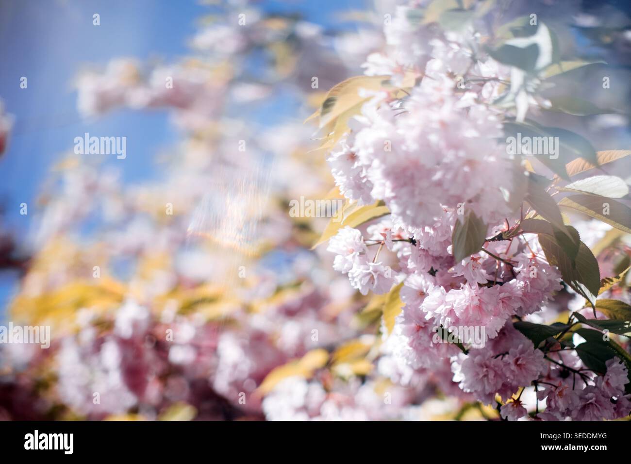 Cherry blossom soft focus hi-res stock photography and images - Alamy