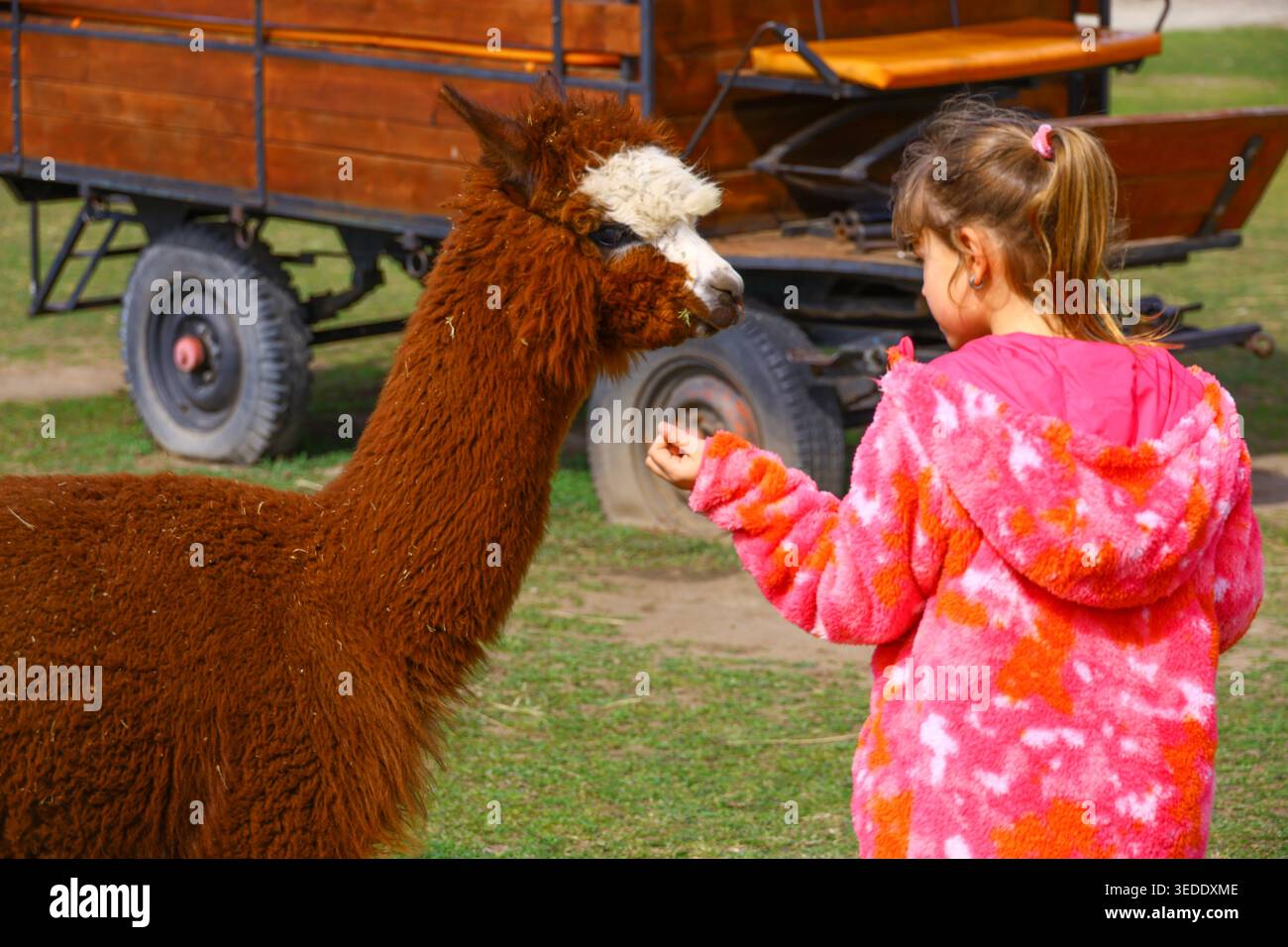 girl feeding brown alpaca on grass in farm or zoo environment with bright patterned jacket and close animal contact typical for petting areas and fa Stock Photo