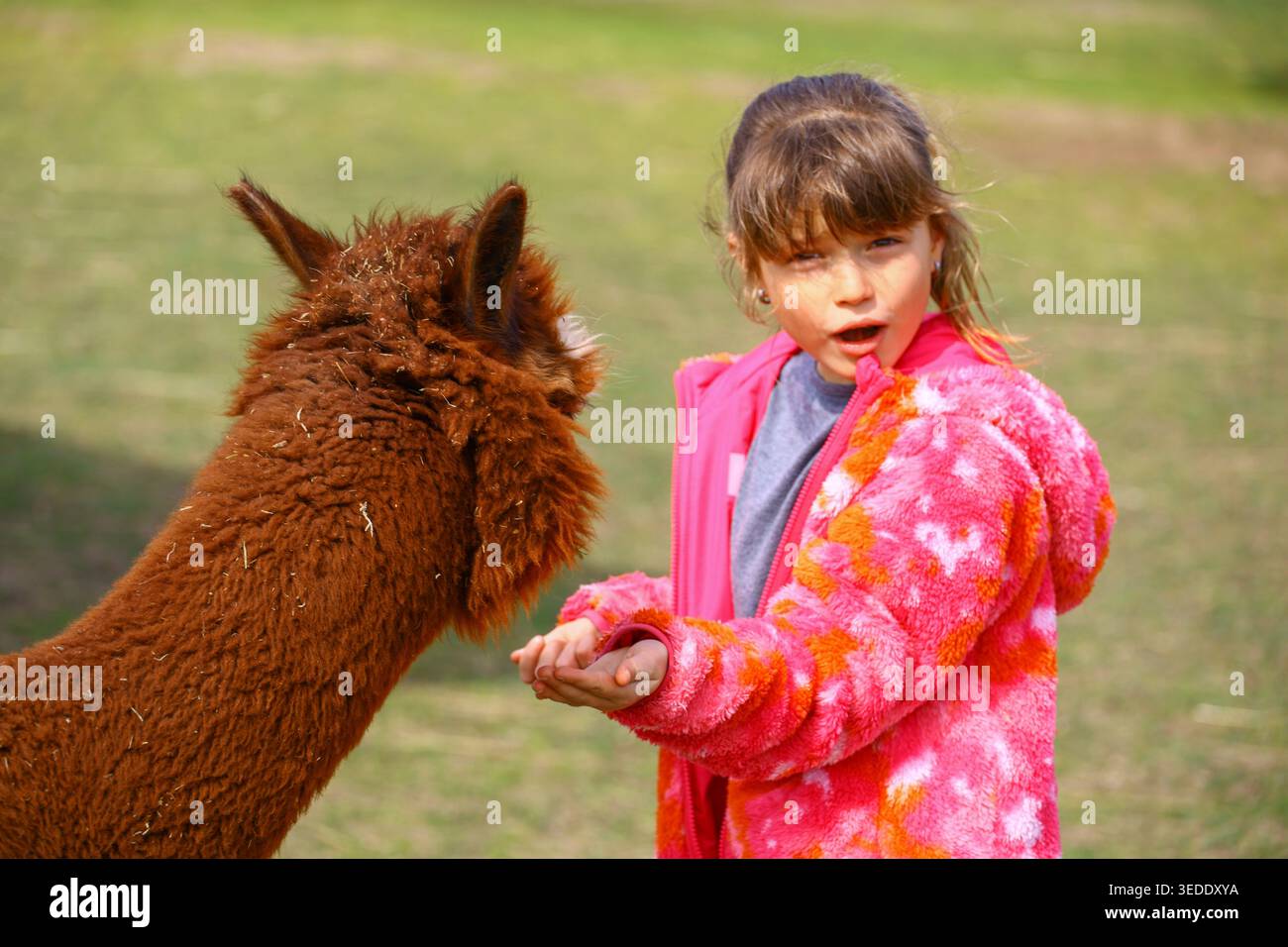 Girl feeding brown llama alpaca on grass in farm environment and close contact between child and animal. Stock Photo