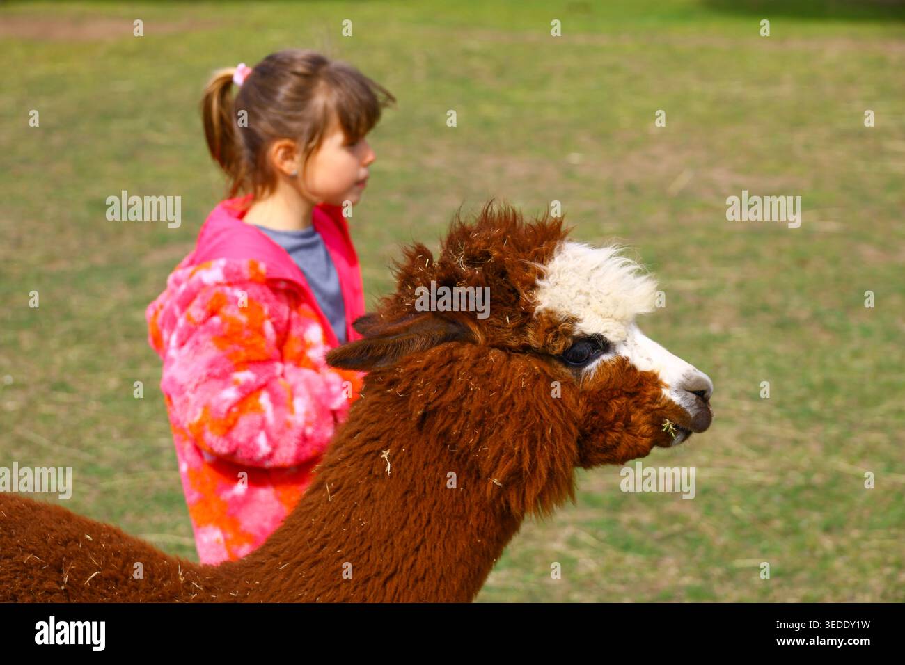 Child in a bright patterned jacket standing beside a light brown alpaca on green grass, Stock Photo