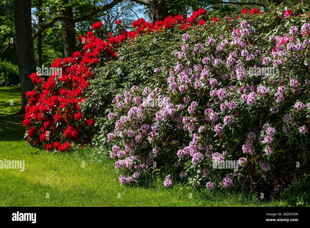 Large rhododendron hi-res stock photography and images - Page 12 - Alamy