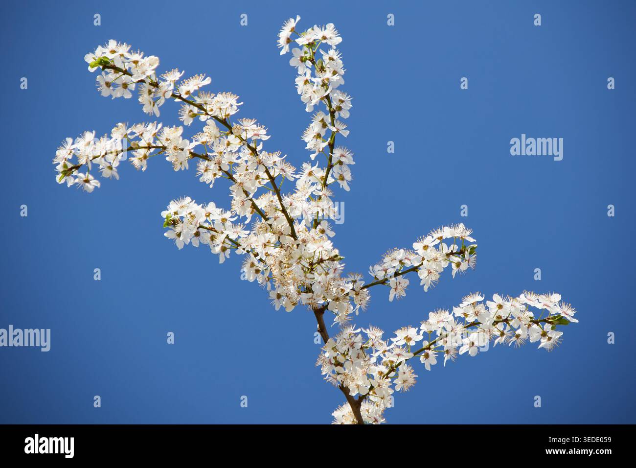 Build Cherry Background Elegant pink cherry blossom floral hi-res stock photography and images ...