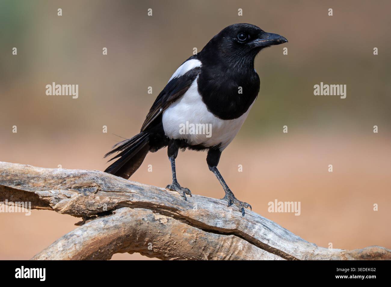 pica pica melanotos Common magpie pica pica hi-res stock photography and images - Page 5