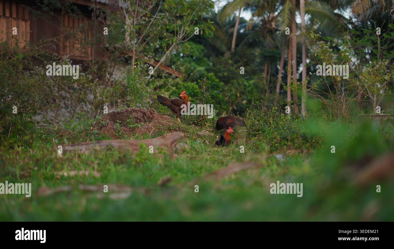 Free range chickens foraging in a lush green rural setting with tropical trees Stock Photo