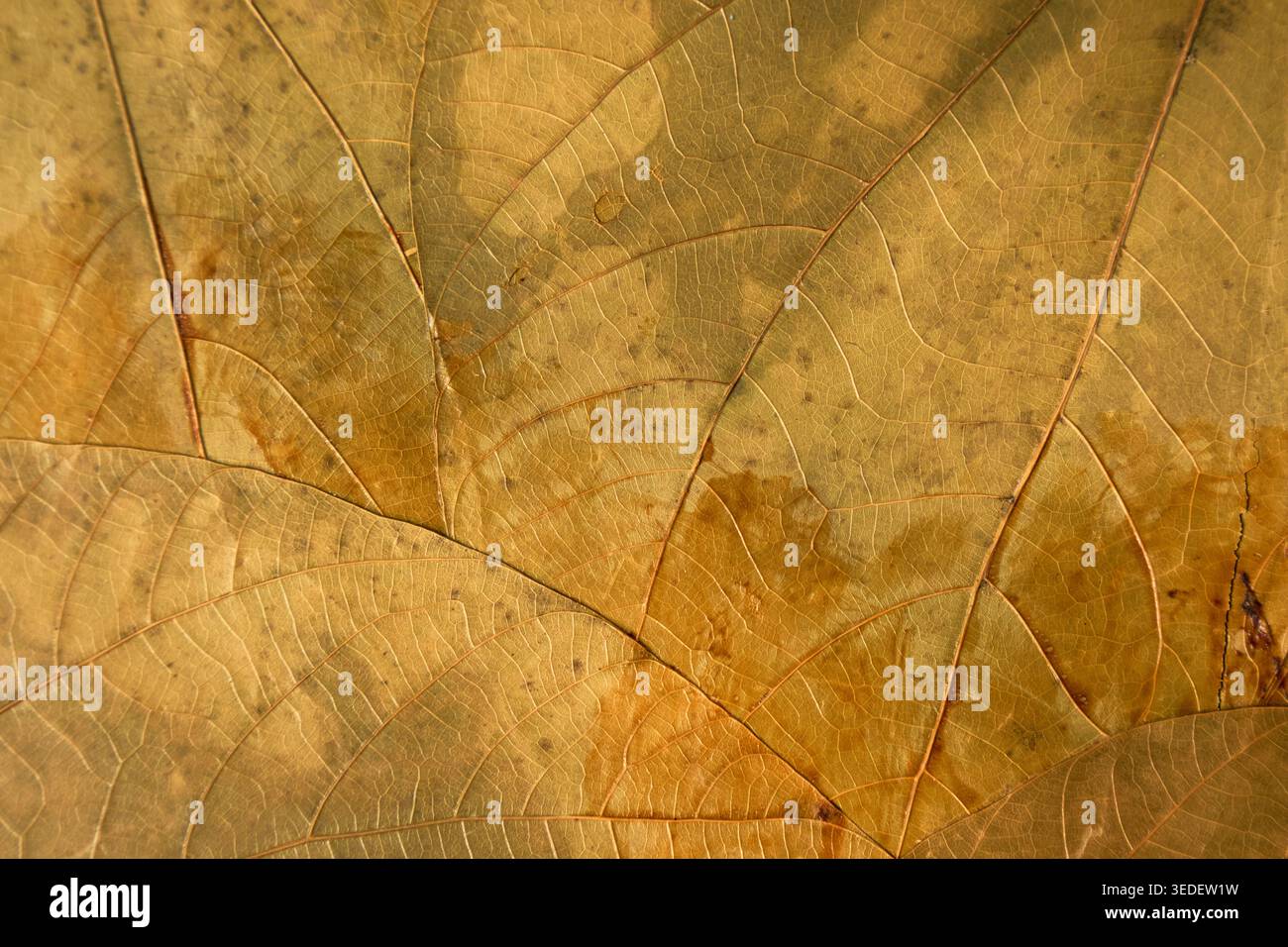 Fibrous veinwork hi-res stock photography and images - Alamy