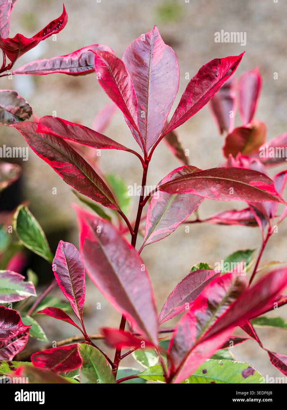 Photinia louise hi-res stock photography and images - Alamy