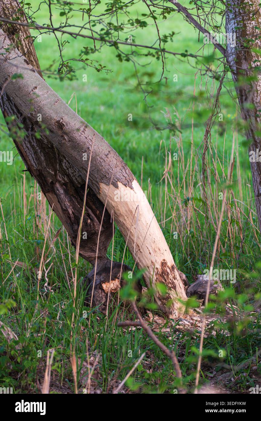 Two trees standing side by side, felled by a beaver Stock Photo