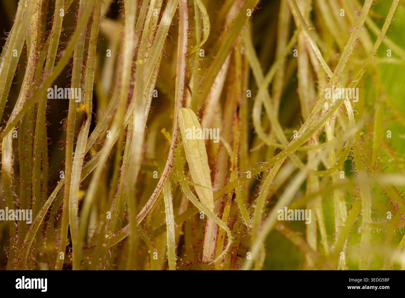 Corn pollen and silk on ear of corn. Pollination, grain farming and ...