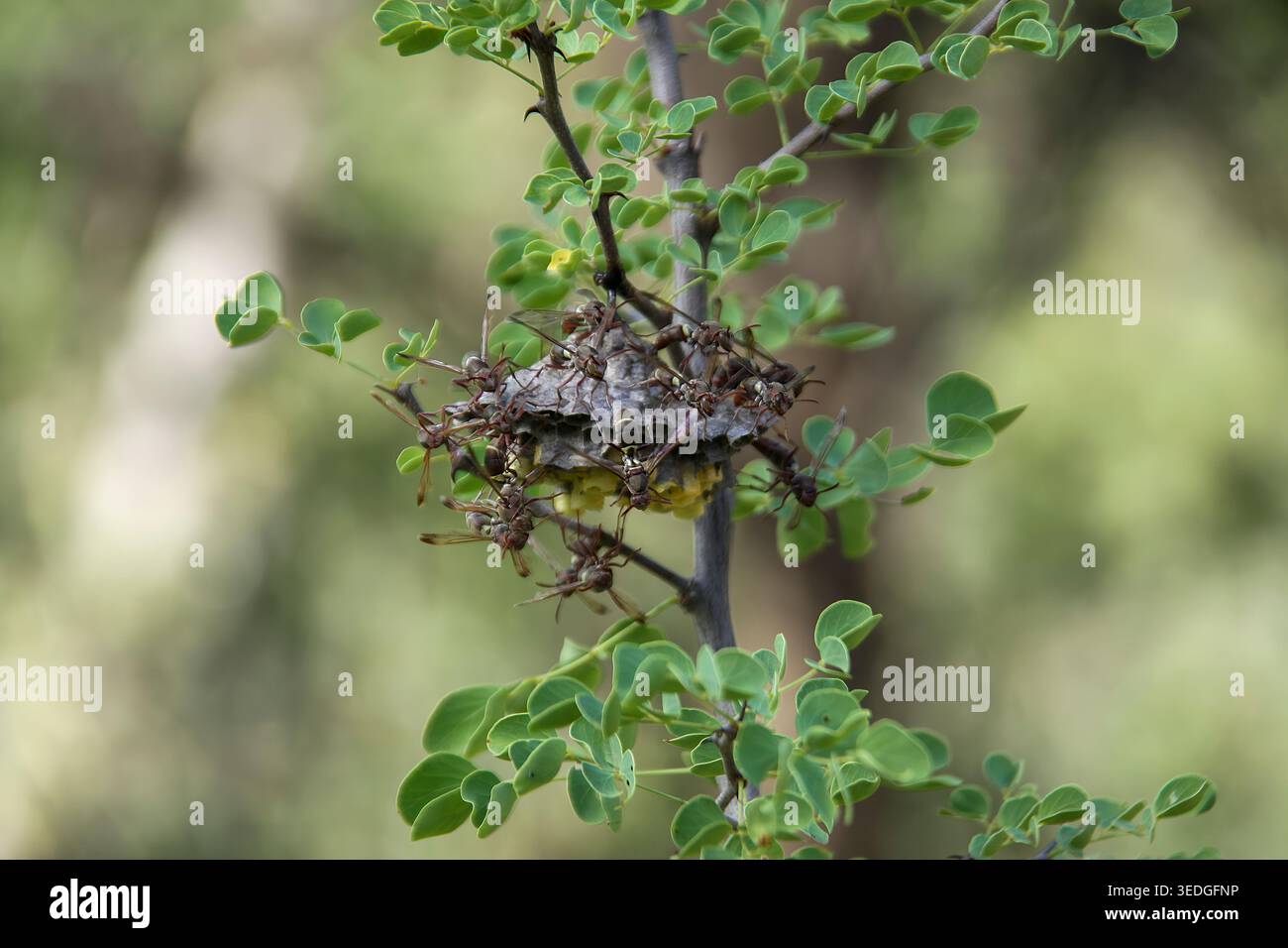 Wwasp Comb Paper wasps diligently working on their open comb nest, meticulously ...
