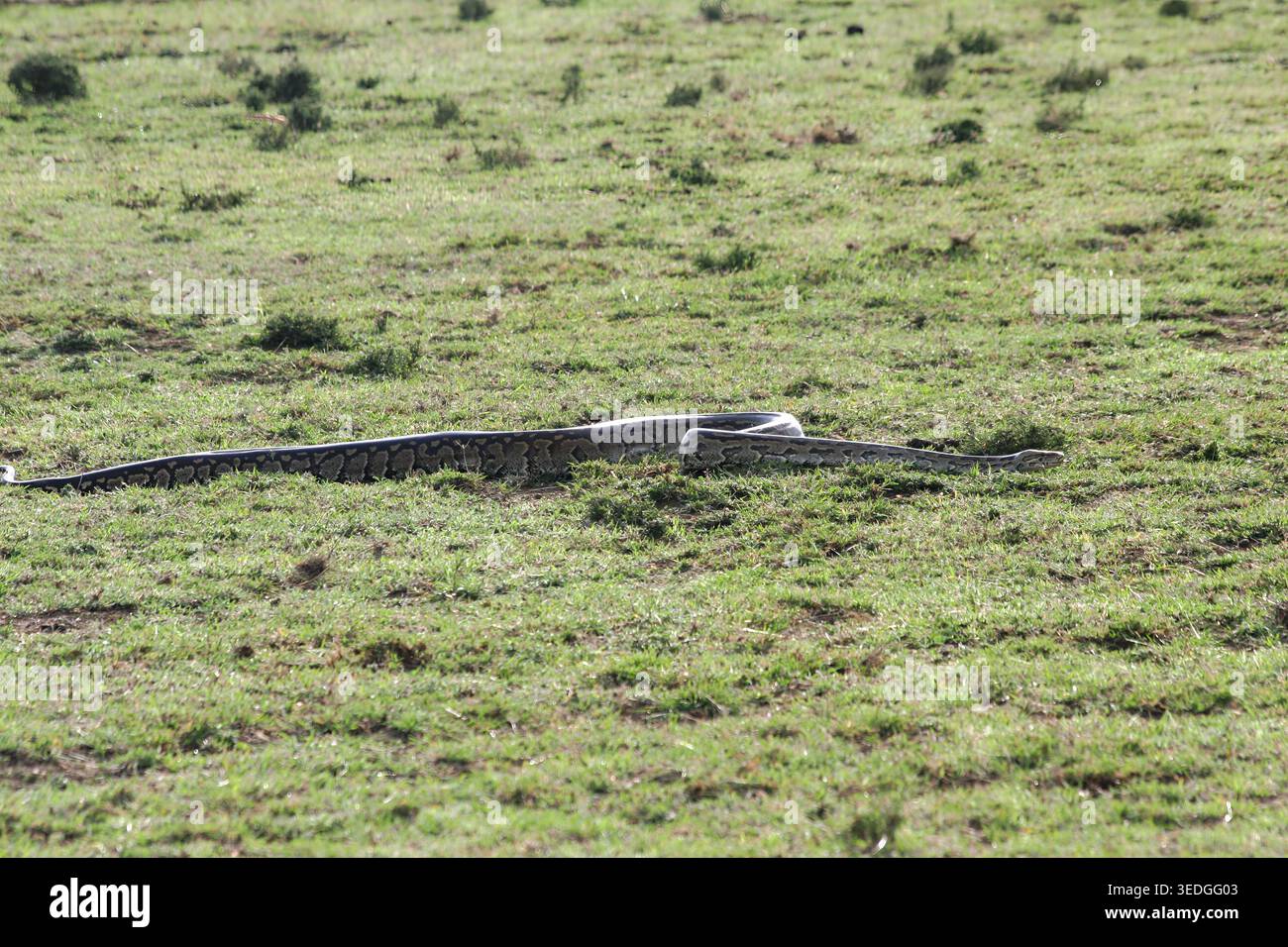 African rock python (Python sebae) resting on dry ground, showcasing intricate brown patterned scales and watchful eye in Kenyan savanna habitat, non Stock Photo
