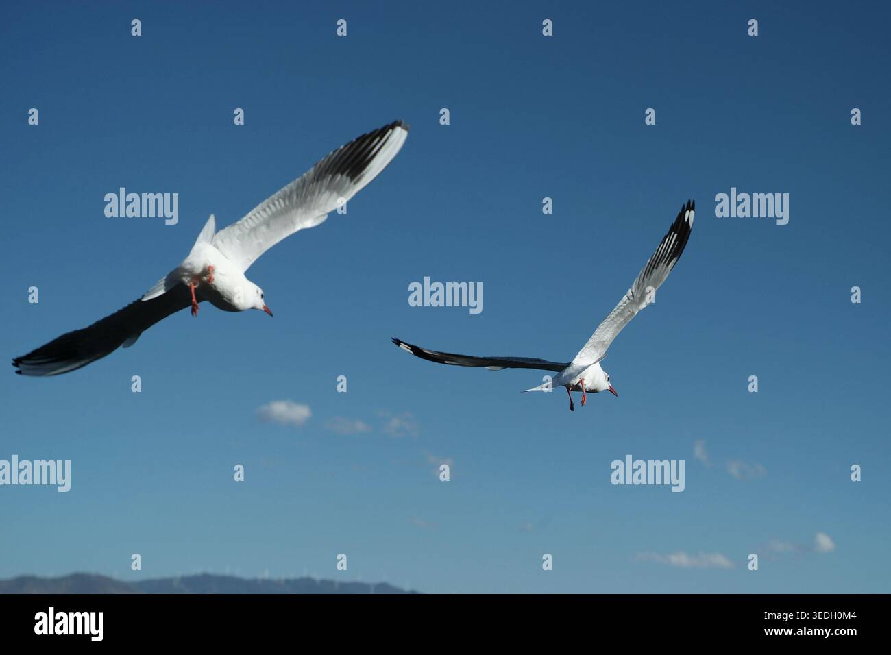 Two seagulls flying side by side against a clear blue sky Stock Photo