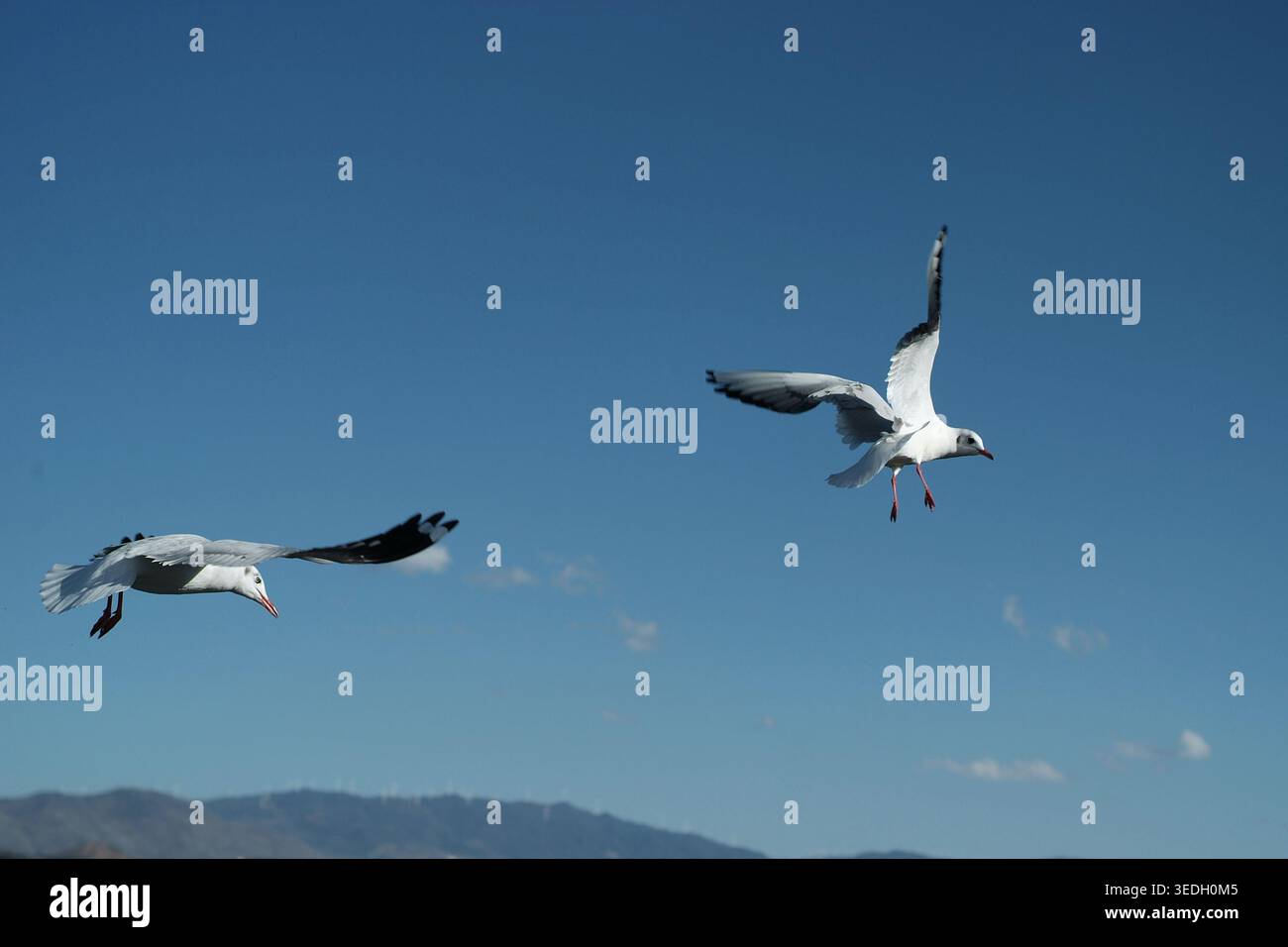 Two seagulls flying side by side against a clear blue sky Stock Photo