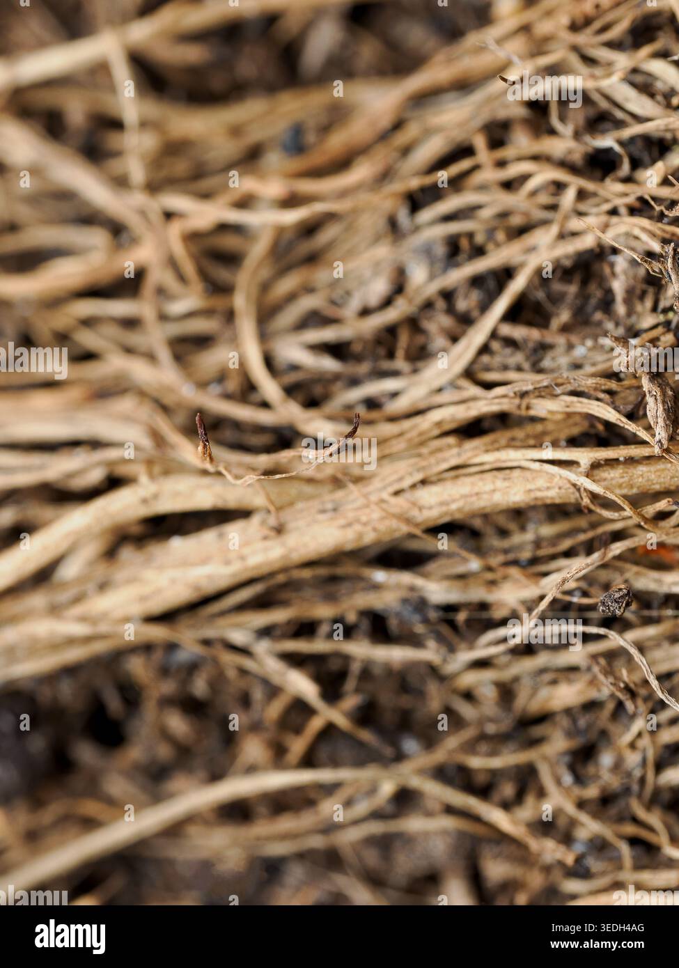 Detailed root system hi-res stock photography and images - Alamy