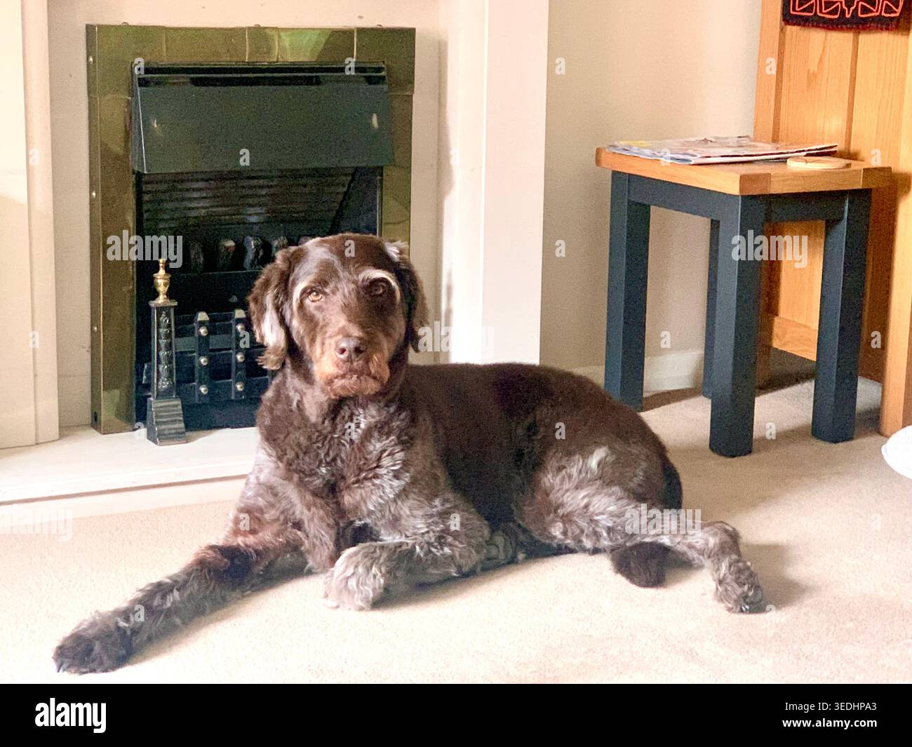 Relaxed brown dog resting by the fireplace in ca cozy living room in Northampton England - Smartphone Captured Stock Image